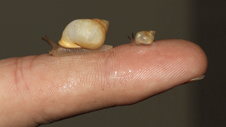 These Tiny Snails Are So Small They Look Like Cute Little Boogers